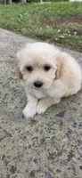 B1, a male Maltipoo for sale in Monroe, NC – Photo 5 of 7