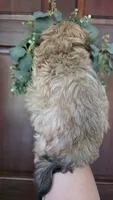 Tigger , a male Maltipoo and Maltese for sale in Monroe, NC – 3 of 5