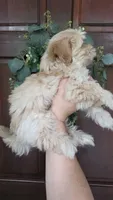 Pooh, a male Maltipoo and Maltese for sale in Monroe, NC – 3 of 4