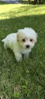 Puppy A1, a male Maltipoo for sale in Monroe, NC – Photo 2 of 7