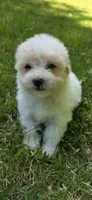 Puppy A1, a male Maltipoo for sale in Monroe, NC – Photo 3 of 7