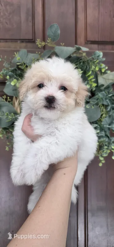 Puppy A1 – Maltipoo puppy for sale in Monroe, NC