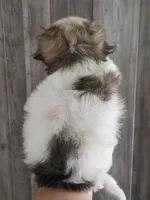 Candy, a female Maltipoo and Maltese for sale in Monroe, NC – 5 of 8