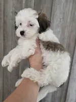 Charlie, a male Maltipoo and Maltese for sale in Monroe, NC – 4 of 6