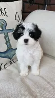 Elsie, a female Maltipoo for sale in Monroe, NC – 4 of 6