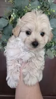 Teddy , a male Maltipoo and Maltese for sale in Monroe, NC – 6 of 6