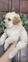 Puppy A3, a male Maltipoo for sale in Monroe, NC – Photo 6 of 8