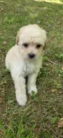 Puppy A3, a male Maltipoo for sale in Monroe, NC – Photo 8 of 8