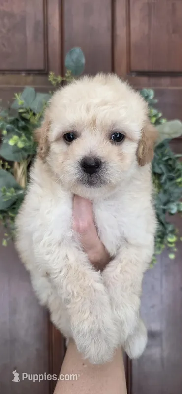 Puppy A3 – Maltipoo puppy for sale in Monroe, NC