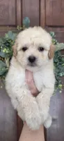 Puppy A3, a male Maltipoo for sale in Monroe, NC – Photo 1 of 8