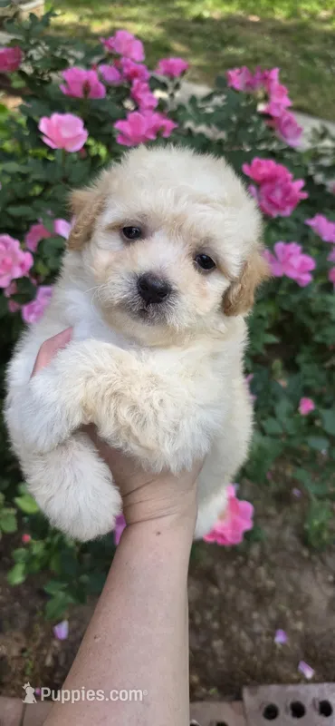 Puppy A3 – Maltipoo puppy for sale in Monroe, NC