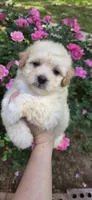 Puppy A3, a male Maltipoo for sale in Monroe, NC – Photo 7 of 8