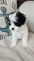 Elsie, a female Maltipoo for sale in Monroe, NC – 6 of 6