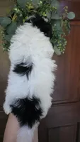 Spotty , a male Maltipoo for sale in Monroe, NC – 4 of 5