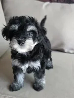 Ronaldo, a male Maltipoo and Maltese for sale in Monroe, NC – 2 of 6