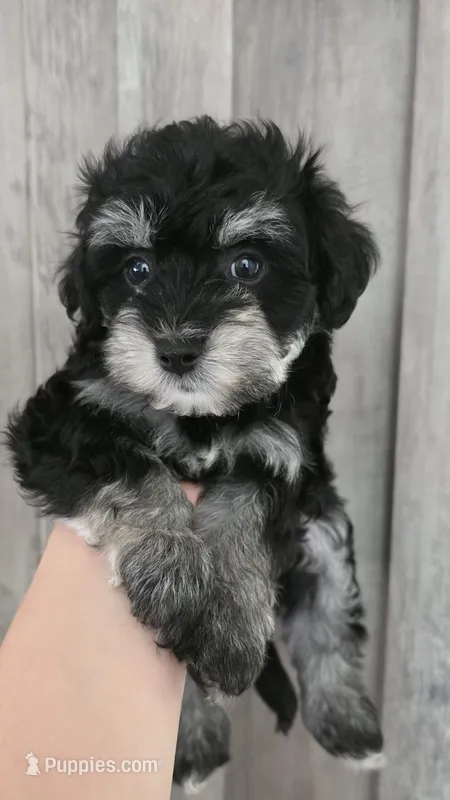 Ronaldo – Maltipoo, Maltese puppy for sale in Monroe, NC