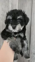 Ronaldo, a male Maltipoo and Maltese for sale in Monroe, NC – 1 of 6