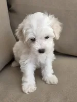 Minnie, a female Maltipoo and Maltese for sale in Monroe, NC – 6 of 8