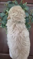 Teddy , a male Maltipoo and Maltese for sale in Monroe, NC – 4 of 6