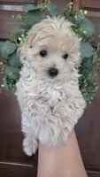 Daisy , a female Maltipoo and Maltese for sale in Monroe, NC – 5 of 7