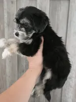 Messi, a male Maltipoo and Maltese for sale in Monroe, NC – 5 of 6