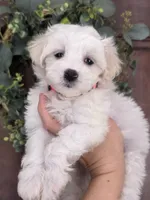 Minnie, a female Maltipoo and Maltese for sale in Monroe, NC – 4 of 8