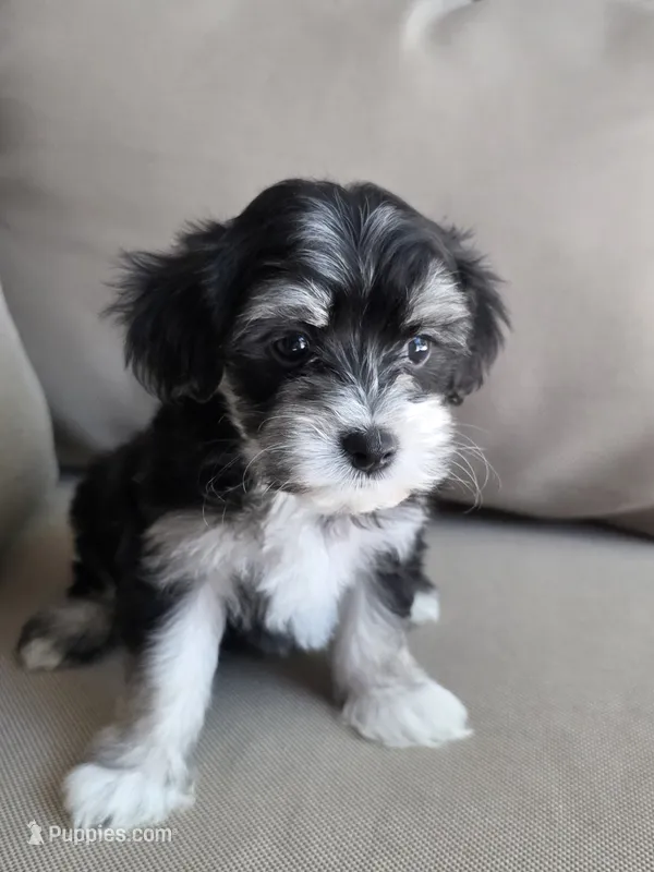 Messi – Maltipoo, Maltese puppy for sale in Monroe, NC