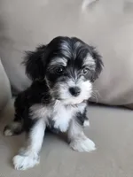 Messi, a male Maltipoo and Maltese for sale in Monroe, NC – 1 of 6