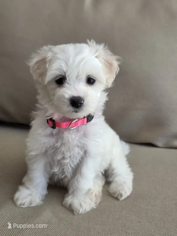 Minnie – Maltipoo, Maltese puppy for sale in Monroe, NC