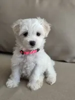Minnie, a female Maltipoo and Maltese for sale in Monroe, NC – 1 of 8