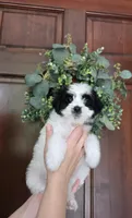 Lucy , a female Maltipoo for sale in Monroe, NC – 2 of 6