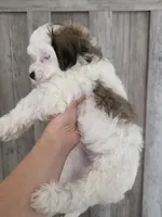 Charlie, a male Maltipoo and Maltese for sale in Monroe, NC – 5 of 6