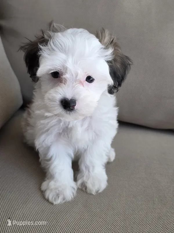 Charlie – Maltipoo, Maltese puppy for sale in Monroe, NC
