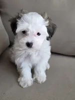 Charlie, a male Maltipoo and Maltese for sale in Monroe, NC – 1 of 6