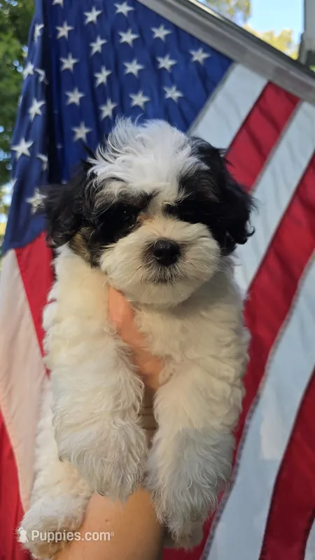 Spotty  – Maltipoo puppy for sale in Monroe, NC