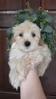 Pooh, a male Maltipoo and Maltese for sale in Monroe, NC – 4 of 4