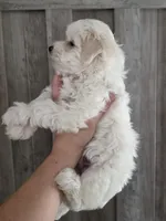 Lilly, a female Maltipoo and Maltese for sale in Monroe, NC – 5 of 7