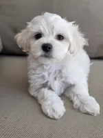 Max, a male Maltipoo and Maltese for sale in Monroe, NC – 4 of 6