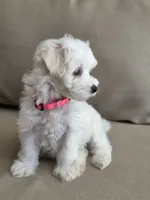 Minnie, a female Maltipoo and Maltese for sale in Monroe, NC – 5 of 8