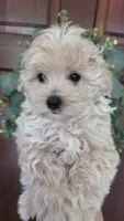 Daisy , a female Maltipoo and Maltese for sale in Monroe, NC – 4 of 7