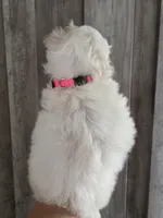 Minnie, a female Maltipoo and Maltese for sale in Monroe, NC – 3 of 8