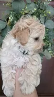 Teddy , a male Maltipoo and Maltese for sale in Monroe, NC – 3 of 6