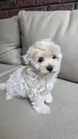 Daisy , a female Maltipoo and Maltese for sale in Monroe, NC – 7 of 7