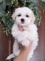 Lilly, a female Maltipoo and Maltese for sale in Monroe, NC – 4 of 7