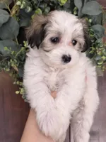 Candy, a female Maltipoo and Maltese for sale in Monroe, NC – 8 of 8