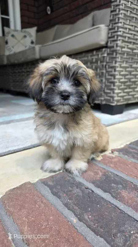 Cookie – Maltipoo, Maltese puppy for sale in Monroe, NC
