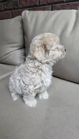 Daisy , a female Maltipoo and Maltese for sale in Monroe, NC – 2 of 7