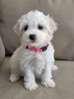 Minnie, a female Maltipoo and Maltese for sale in Monroe, NC – 8 of 8