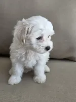Lilly, a female Maltipoo and Maltese for sale in Monroe, NC – 7 of 7