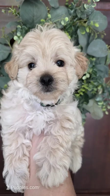Teddy  – Maltipoo, Maltese puppy for sale in Monroe, NC